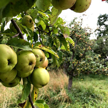 Äpfel Streuobstwiesen